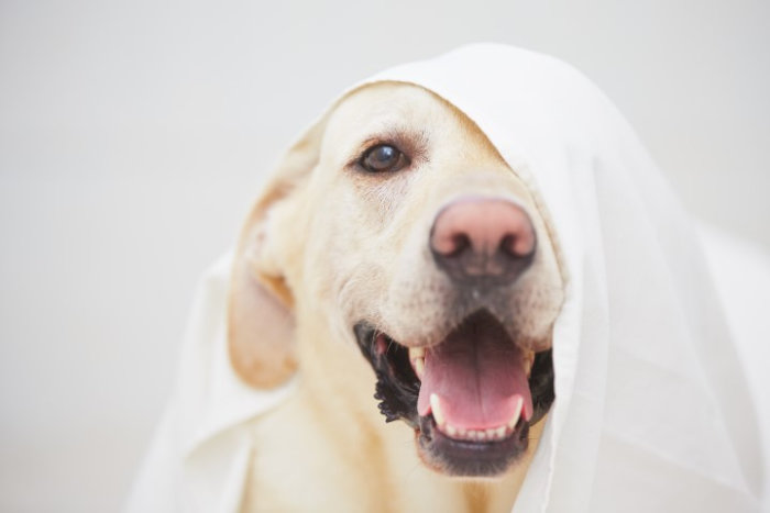 Immagine corso CONOSCI IL TUO CANE?